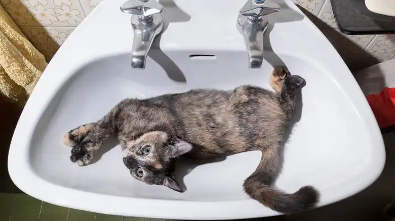 The Mystery Behind Your Cat's Bleach Obsession Explained