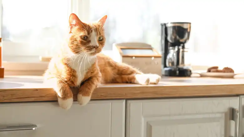 Will Motion-Activated Deterrents Really Keep Cats Off Kitchen Counters? Owners Weigh In