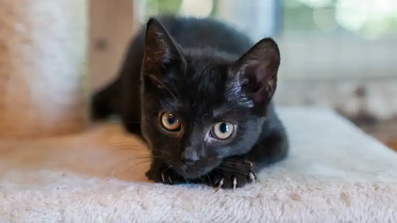 5 Reasons You Should Never Declaw Your Cat