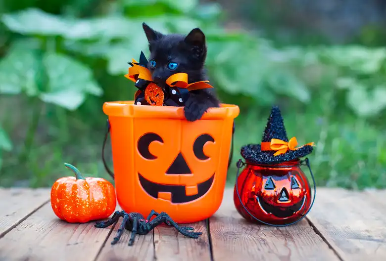 How Do I Keep My Cat Safe On Halloween?