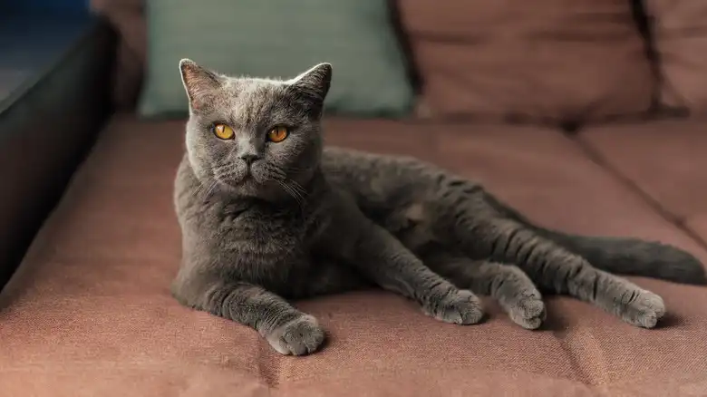 How To Spot The Difference Between A British Shorthair And A Russian Blue