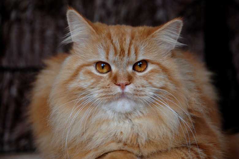 Why Is My Cat Suddenly Sitting In Corners?