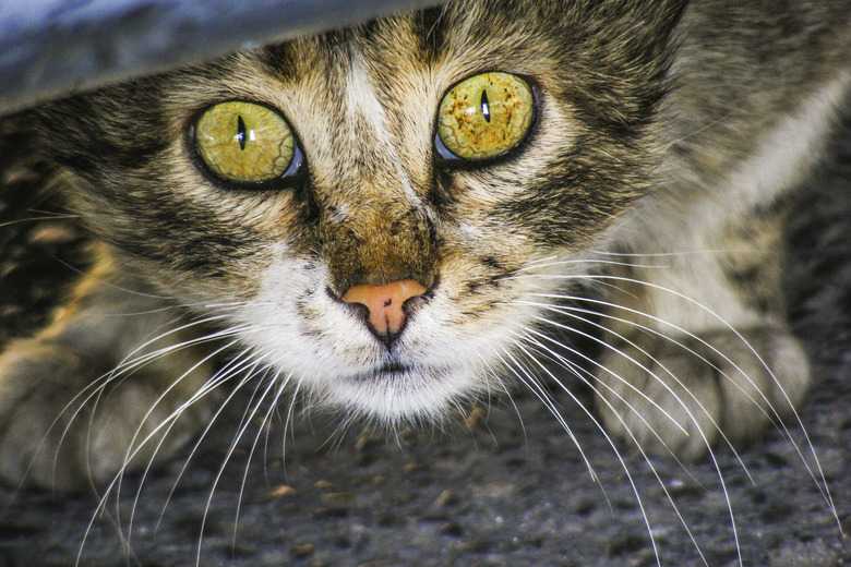 Calming A Cat With Gravol