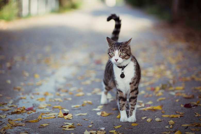 What Does It Mean When A Cat's Tail Vibrates?
