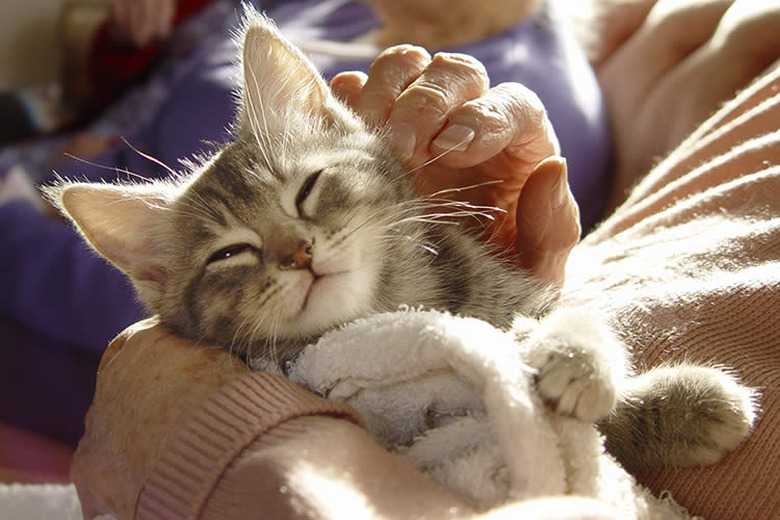 Why Do Cats Like To Sleep On Top Of You?