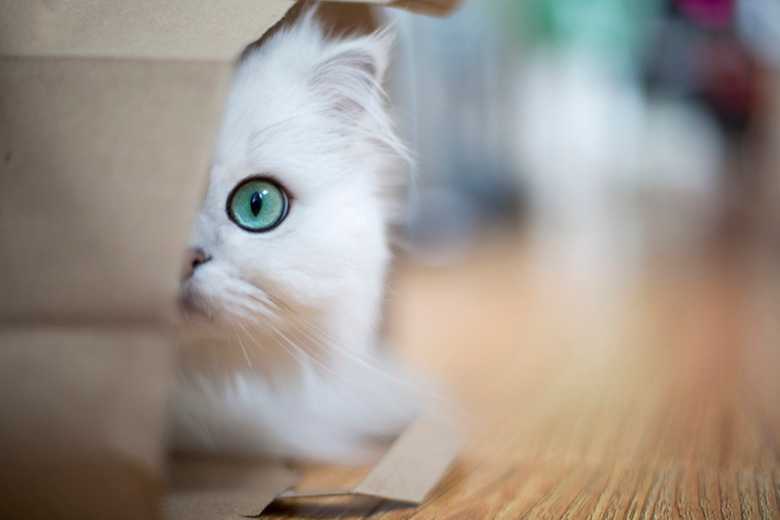 How To Lure A Cat Out Of Hiding