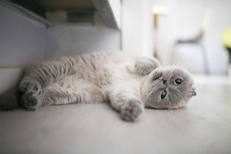 Why Does My Cat Run Around After Pooping?