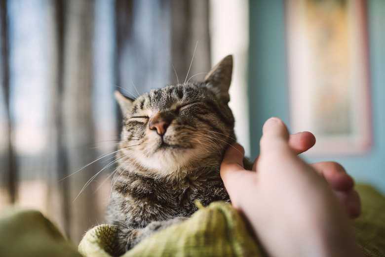 My Cat Is Gnawing On My Fingers